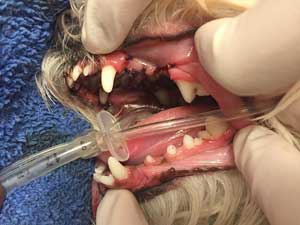 Dental After