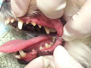 Dental Before