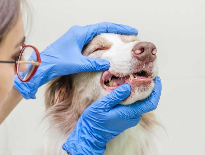 Pet Dental Care