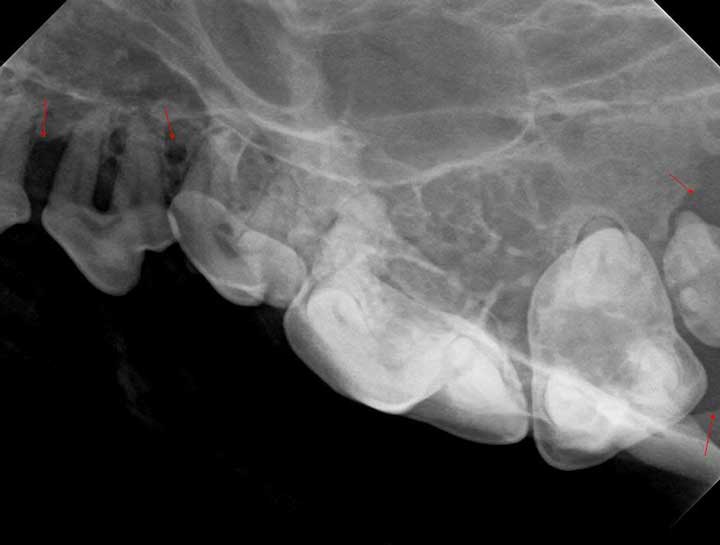 Dog & Cat Teeth xray